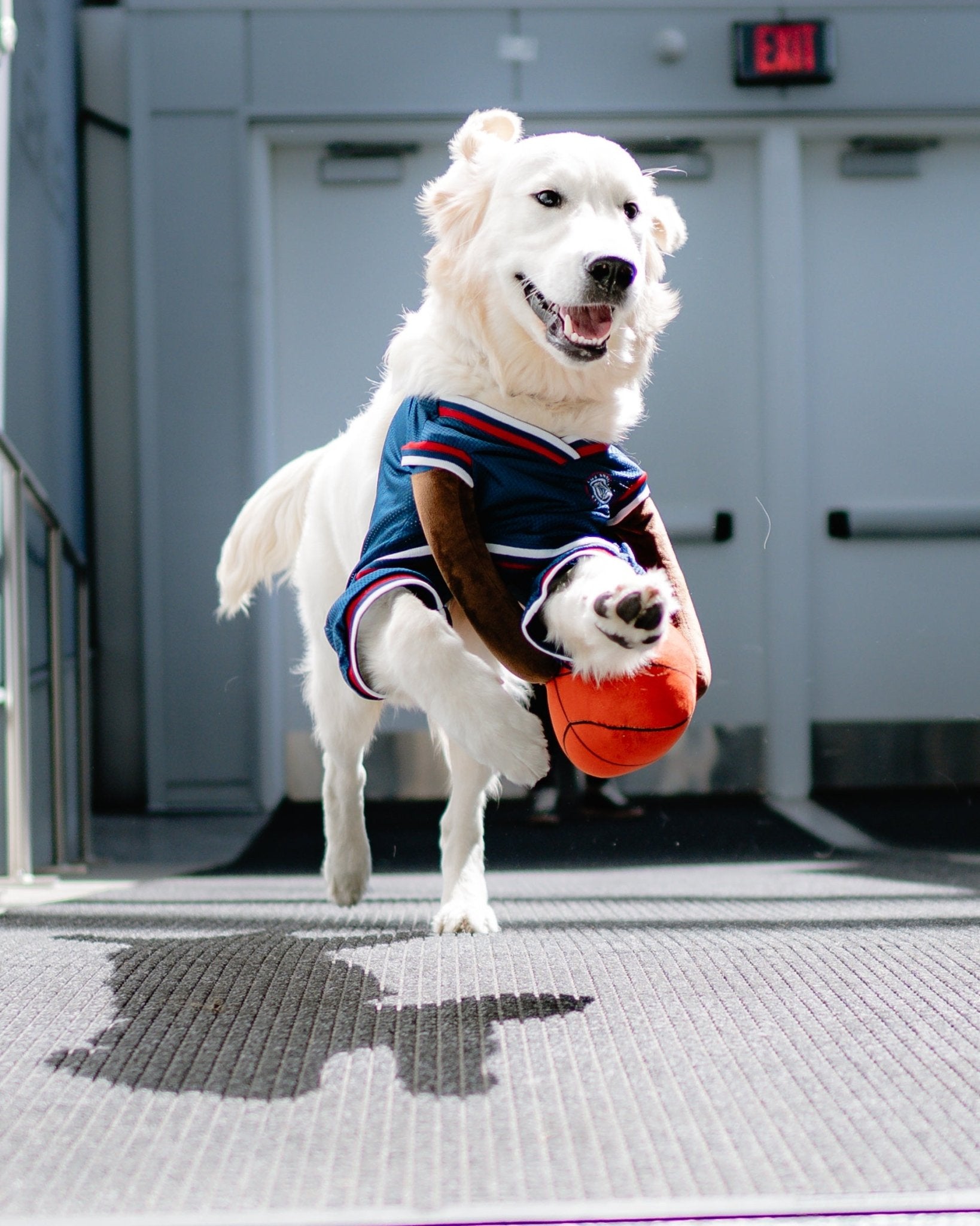 Pet Clippers Basketball Player Costume - Accessories - Navy - 70 - 000014 - XS
