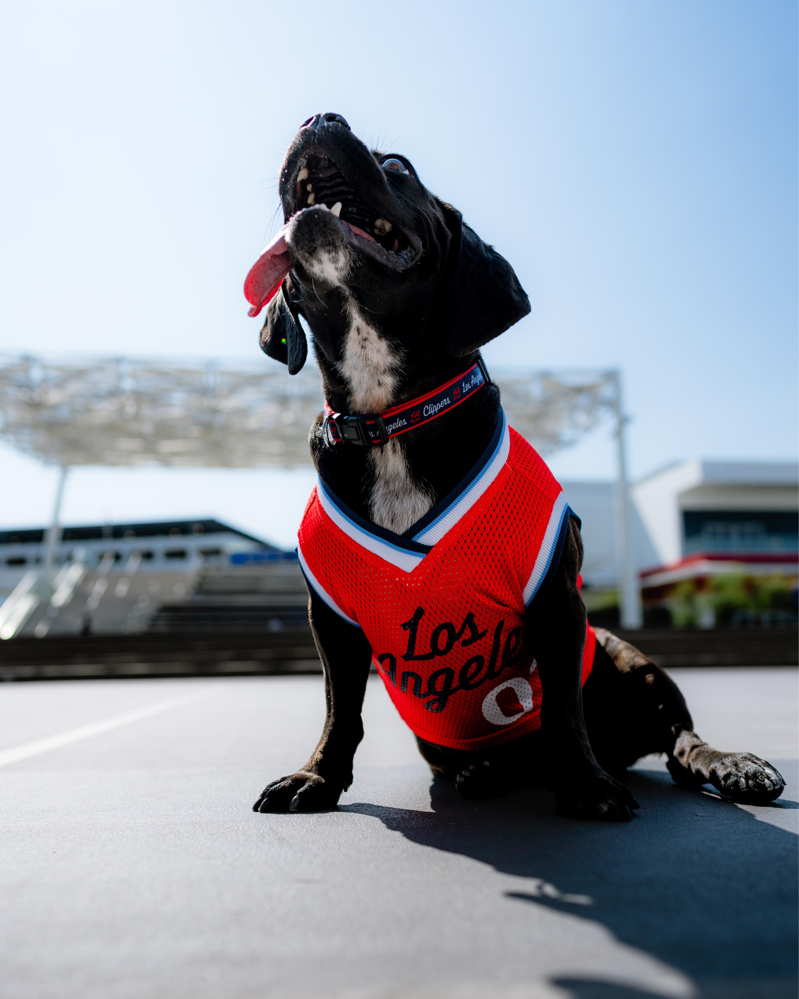Clippers Statement Pet Jersey