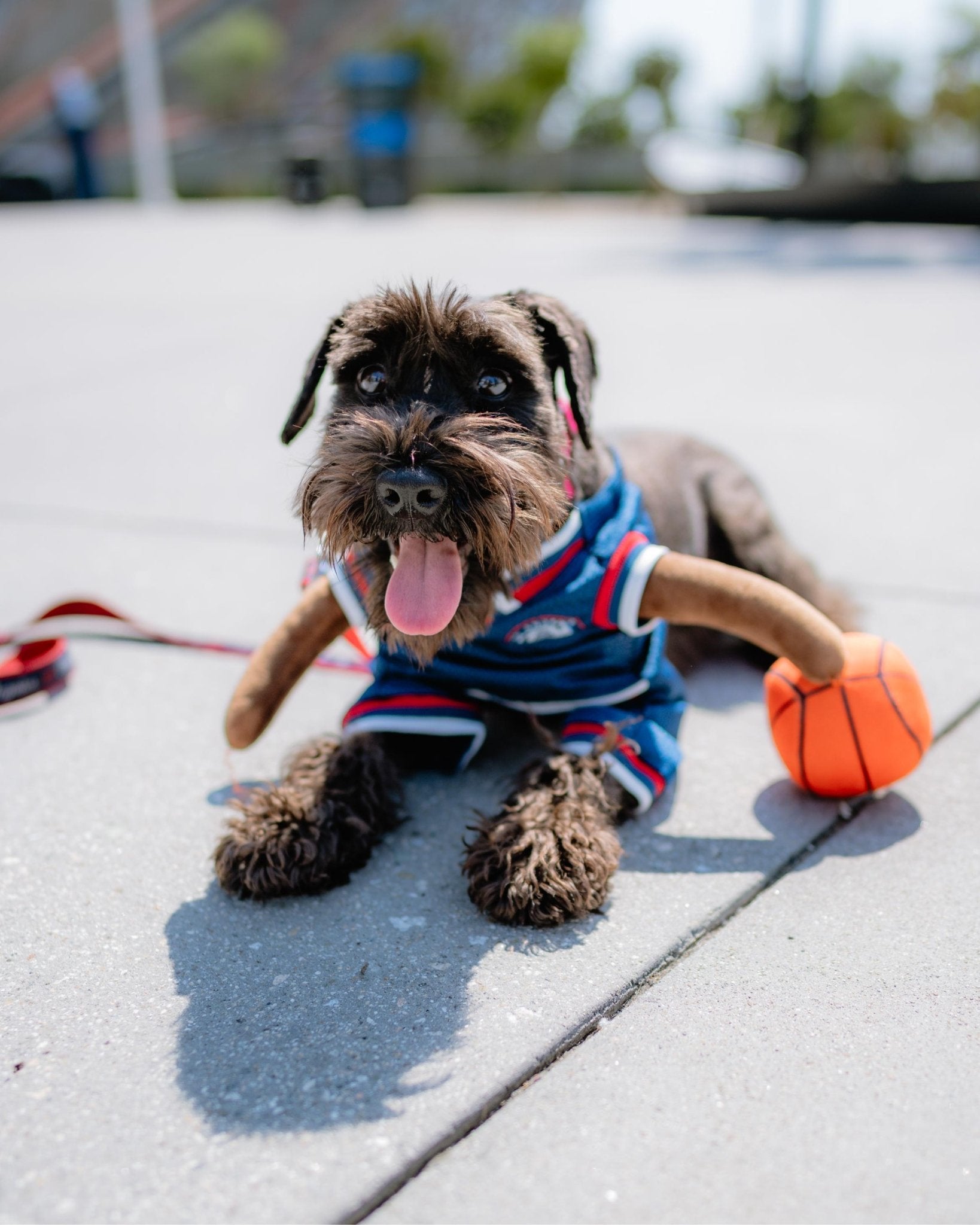Pet Clippers Basketball Player Costume - Accessories - Navy - 70 - 000014 - XS