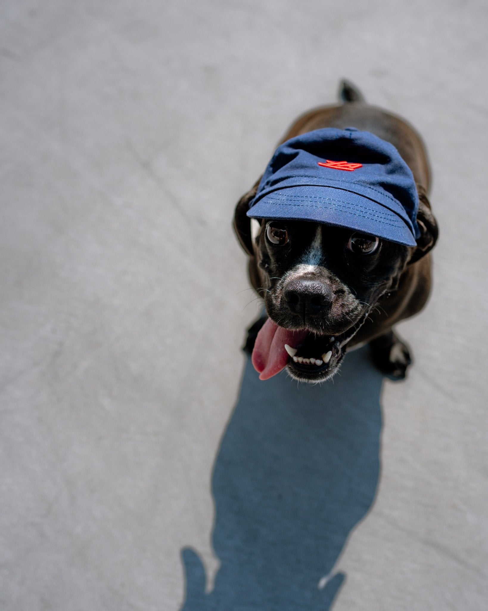 Pet LA Baseball Hat - Accessories - Navy - 70 - 000013 - XS
